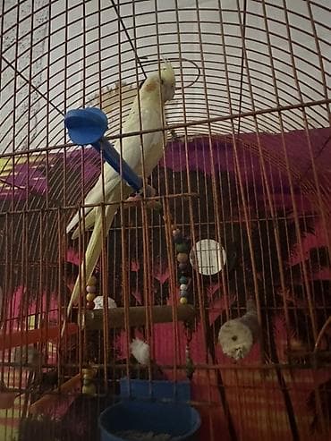 karella tutuquşu: Növ: Nimfa (Cockatiel) tutuquşu Rəng: Açıq sarı/limon tonları — 2