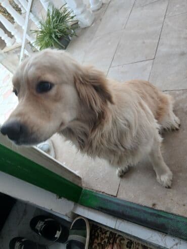 Balıqlar: Salam Golden Retriver Satiram Temiz Saf Qandir.1 Yawi var Cutlewdirib — 3