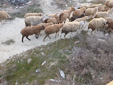 Digər heyvanlar: 11 dene qoyundur.2 si ayrica qiymet qalan 9 unun 1 denesi 400 manatdan — 2