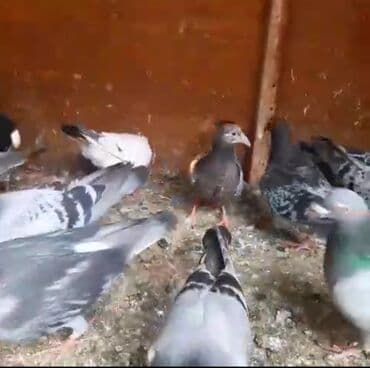 əbabil quşunun qiyməti: Göyərçinlər
cütü 35 AZN — 4