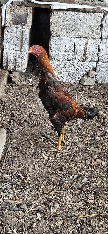 ev heyvanları satışı: Xoruz, il: <1 — 3