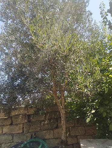 Zeytun ağacı - Növ: Zeytun (Olea europaea) - Ölçü və quruluş lalafo.az -da Zeytun ağacı - Növ: Zeytun (Olea europaea) - Ölçü və quruluş