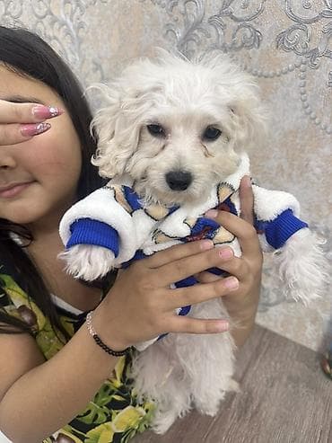çoban itleri: Pudel, 3 ay, Erkek, Sənədli, Ünvandan götürmə — 6