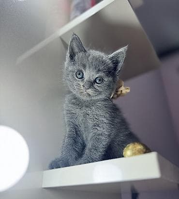 dana heyvan: Britan, Dişi — 2