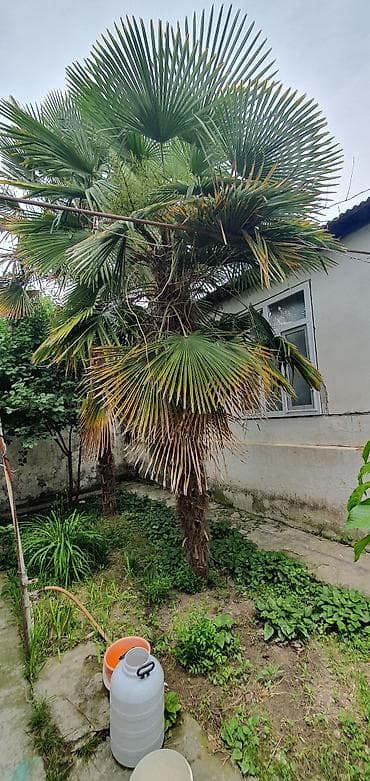 Ünvan Göyçay Trachycarpus fortunei (Kanar yaxası/Çin xurma palmiyesi)