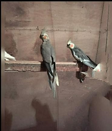 Karella.rənglər göz önündə 1 cüt və tək erkəklər hansı bala verən