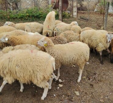 Digər qida məhsulları: Təzə quzu əti – şiş, kabab və gündəlik yeməklər üçün ideal. Təbii — 3