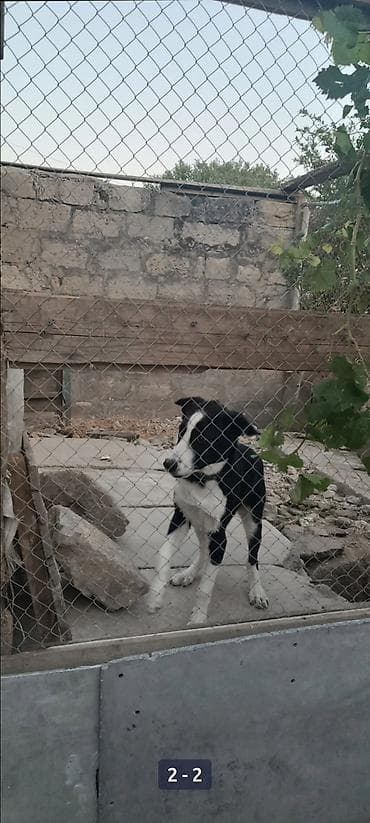 отдам даром щенка: 5 месяцев, Самец, Самовывоз — 1