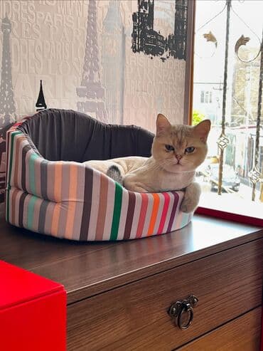 pişiklərin cutləşmə vaxtı: Erkək, Cütləşmə üçün, Pulsuz çatdırılma, Ödənişli çatdırılma, Rayonlara çatdırılma — 3