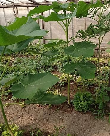 etotu bitkisi: Paulownia Tomentosa toxumları – premium sort Məhsul: - Paket: zipli — 4