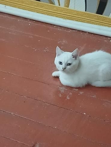 Ağ rəngli, tükləri yumşaq və baxımı asan balaca pişik balaları — 3