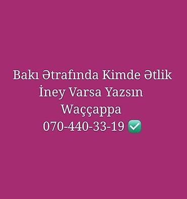 berde mal bazari 2019: Məhsul/xidmət: Bakı və ətraf ərazilərdə ətinəyə tələbat. Axtarılır — 1