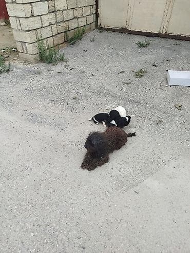 husky satisi: Balaca it balaları – qıvırcıq tüklü, xəzəkli ana itdən - Balalar: 4 — 8