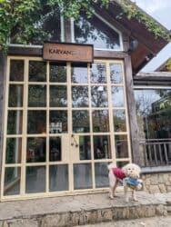 tüklü itlər: Pudel, 8 il, Erkek, Cütləşmə üçün — 4