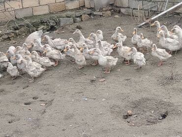 Cücələr: Dilli ordekler — 9