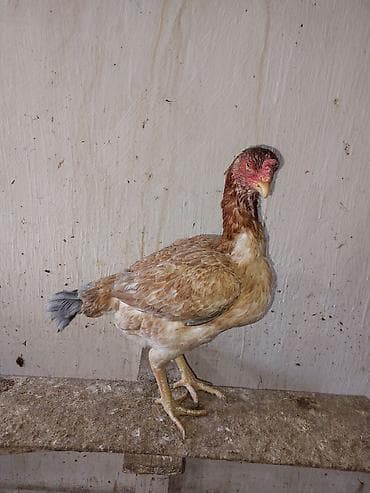 Toyuqlar: Toyuq cücələri, Damazlıq — 4