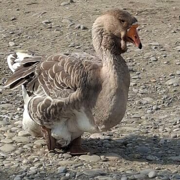 домик для большой собаки: Qaz sürüsü satılır. 1ədad 150 azn Xüsusiyyətlər: - Rənglər: ağ və boz — 4