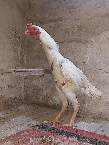 bece cuceler: Toyuq cücələri, Damazlıq — 3