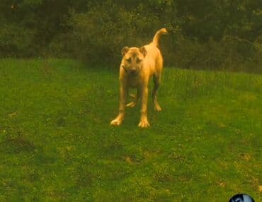 pulsuz it verirem: Qurdbasar — 2