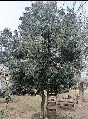 lipa agaci: Zeytun ağacları - Seçim: müxtəlif ölçü və yaşlarda zeytun ağacları - — 2