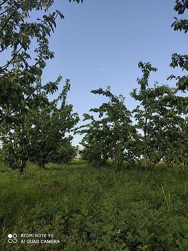 2713 sot, Kənd təsərrüfatı, Mülkiyyətçi, Kupça (Çıxarış) — 7