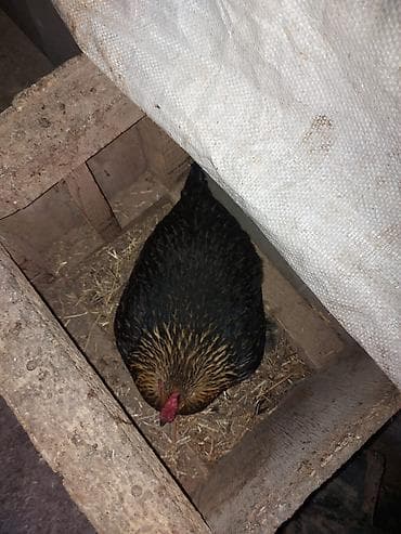 heyvanların cutləşməsi: Toyuq, Damazlıq — 1