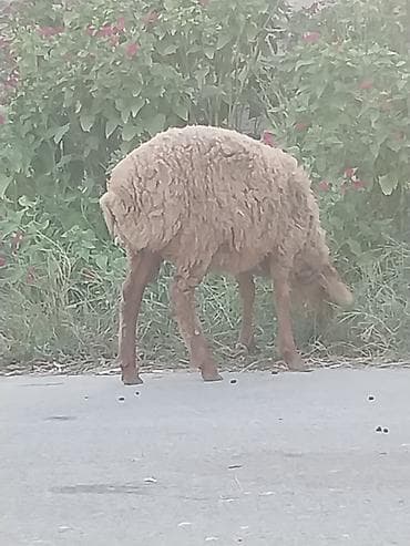 1 erkək, 1 dişi 3 aylıq quzular var. Dişinin çəkisi 21kq, erkəyin