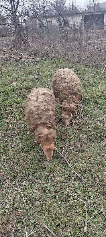 Məhsul: Qoyunlar (2 baş) Təsvir: - Şəkillərdə göstərilən 2 baş yerli