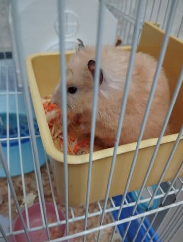 elf bar en ucuz: Hamster və tam dəst qəfəs - Geniş iki mərtəbəli metal qəfəs, mavi — 3