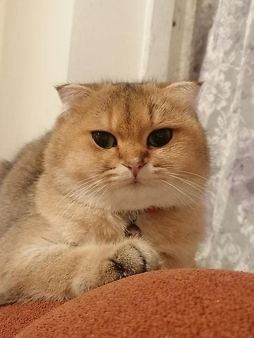 Şotland yastı qulaq