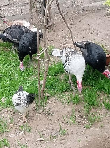 Salam.hünduwqalar satılı.bine atclıq qesebesindedi heyvanlar.erkekler