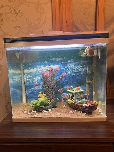 heyvanlar: Dördbucaq akvarium, Balıqlarla birlikdə, 40 l, Ünvandan götürmə, Pulsuz çatdırılma — 4