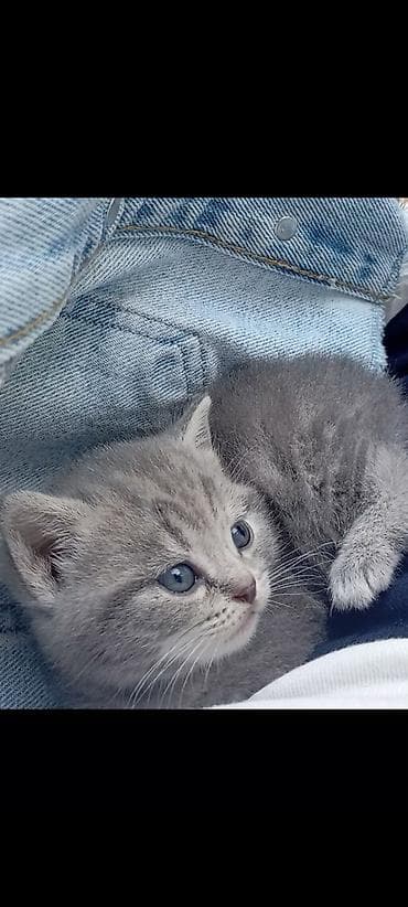 Şotland, Ünvandan götürmə