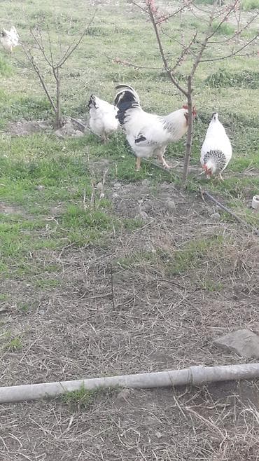 toyuğu: Toyuq, Damazlıq — 6