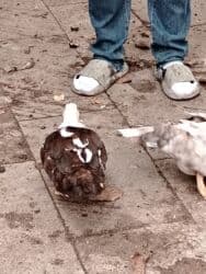 yerli inekler: Başlıq:Ev quşları Təsvir: Həyət quşları satılır: - Ördeyin xoruzu – — 2