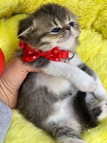 inək balası: Şotland yastı qulaq — 2