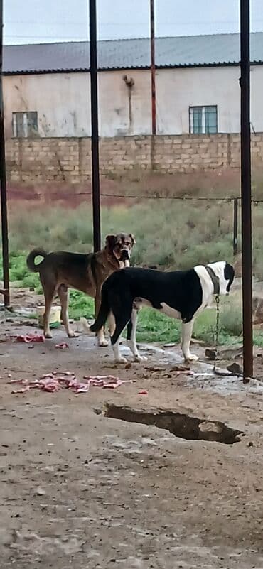 отдам в хорошие руки маленькую собачку: Qurdbasar, 2 il, Erkek, Peyvəndli, Pulsuz çatdırılma — 1