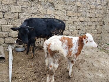 dana adları: Satlıq buzovlar 3 Erkey 1 dişidi cins buzovlardı heyvan çoxdu baxa — 3