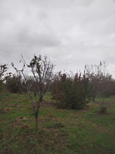 продажа 3 комнатных квартир в баку: Kənd təsərrüfatı, Su — 8