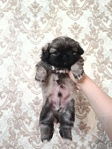 itlerin cutlesmesi: Pekines, 1 ay, Erkek — 1