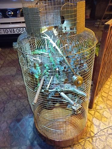 qefes boyuk: Dekorativ quş qəfəsi – əl işidir - Material: metal tor, taxta baza və — 3