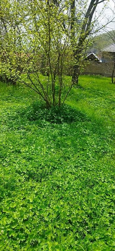 10 sot, Kənd təsərrüfatı, Kupça (Çıxarış)