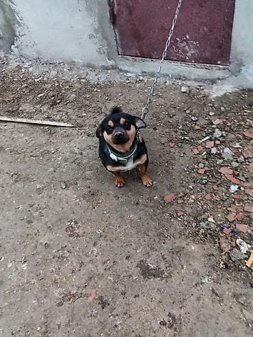 xaski satisi: Satılır dişi — 2