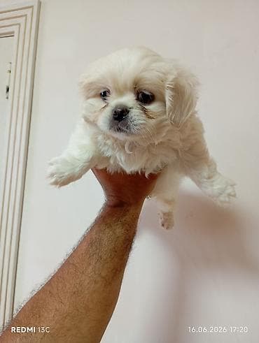 spitz it: Pekines — 3