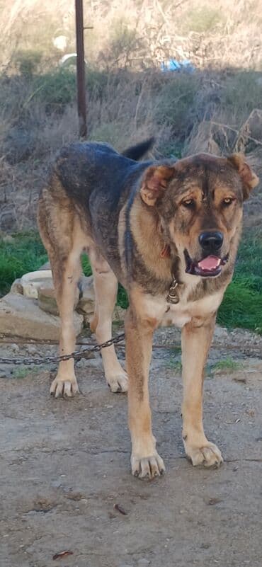 отдам в хорошие руки маленькую собачку: Qurdbasar, 2 il, Erkek, Peyvəndli, Pulsuz çatdırılma — 20