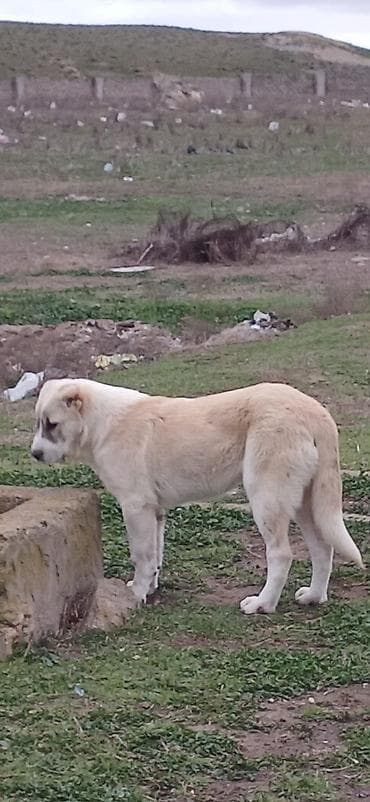 coban iti haqqinda melumat: Qurdbasar, 4 ay, Dişi — 2