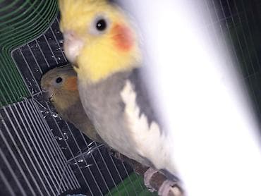 Gəmiricilər: 1cüt karella qəfəs yem və su qabilari yellənçək yuva qusdarda hazır — 3