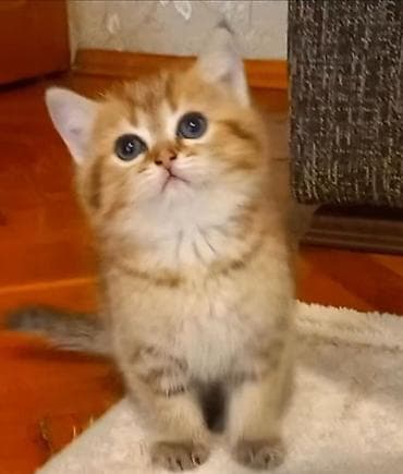 pişik erkek: Britan, Erkək, Ünvandan götürmə — 2