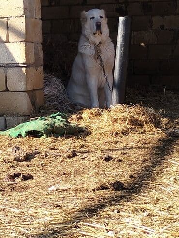 qafqaz coban itleri: Alabay — 1