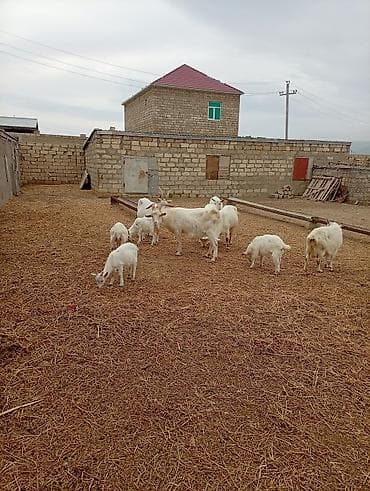 balaca qaz: Təsərrüfatdan müxtəlif yaşda və rəngdə keçilər satılır — 9